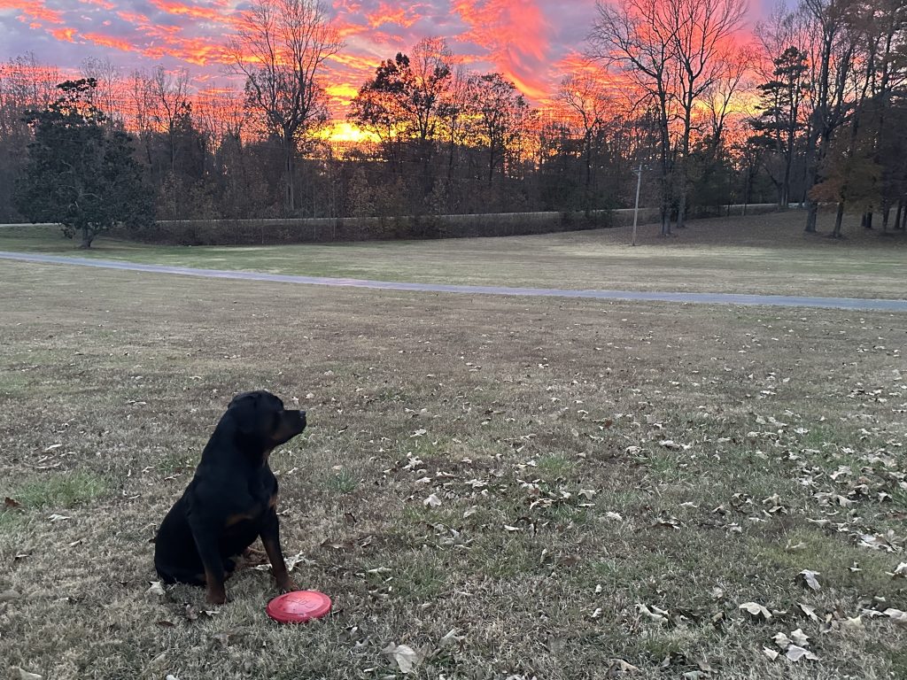 Black dog with red frisbee at sunset