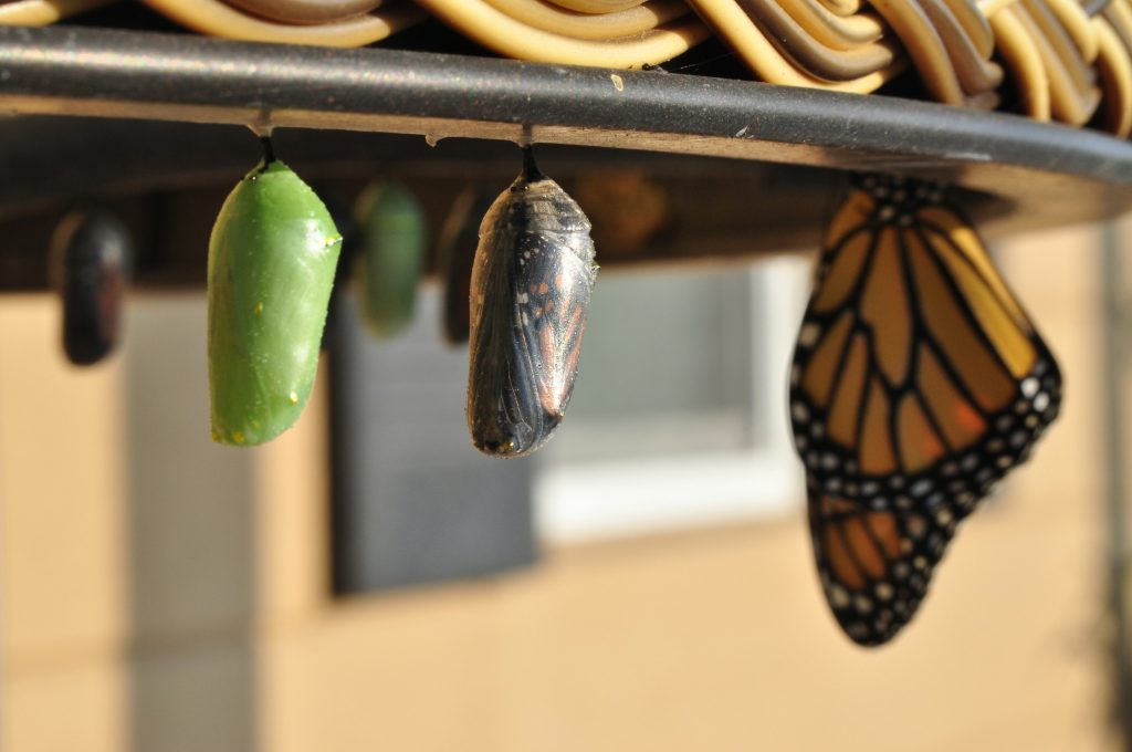 Monarch chrysalis and emerging butterfly on rack