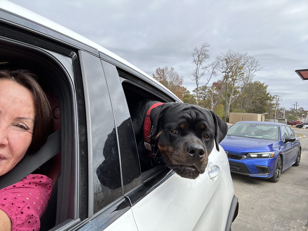 Black dog sticking head out of car window