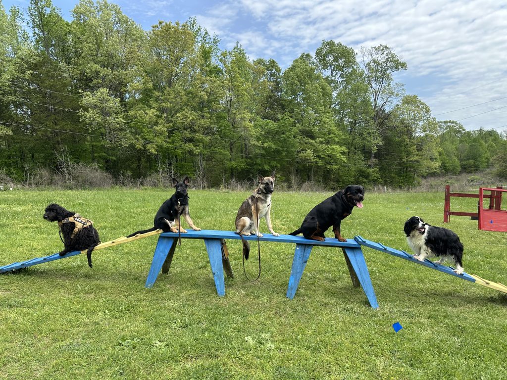 Five dogs on blue seesaw in field