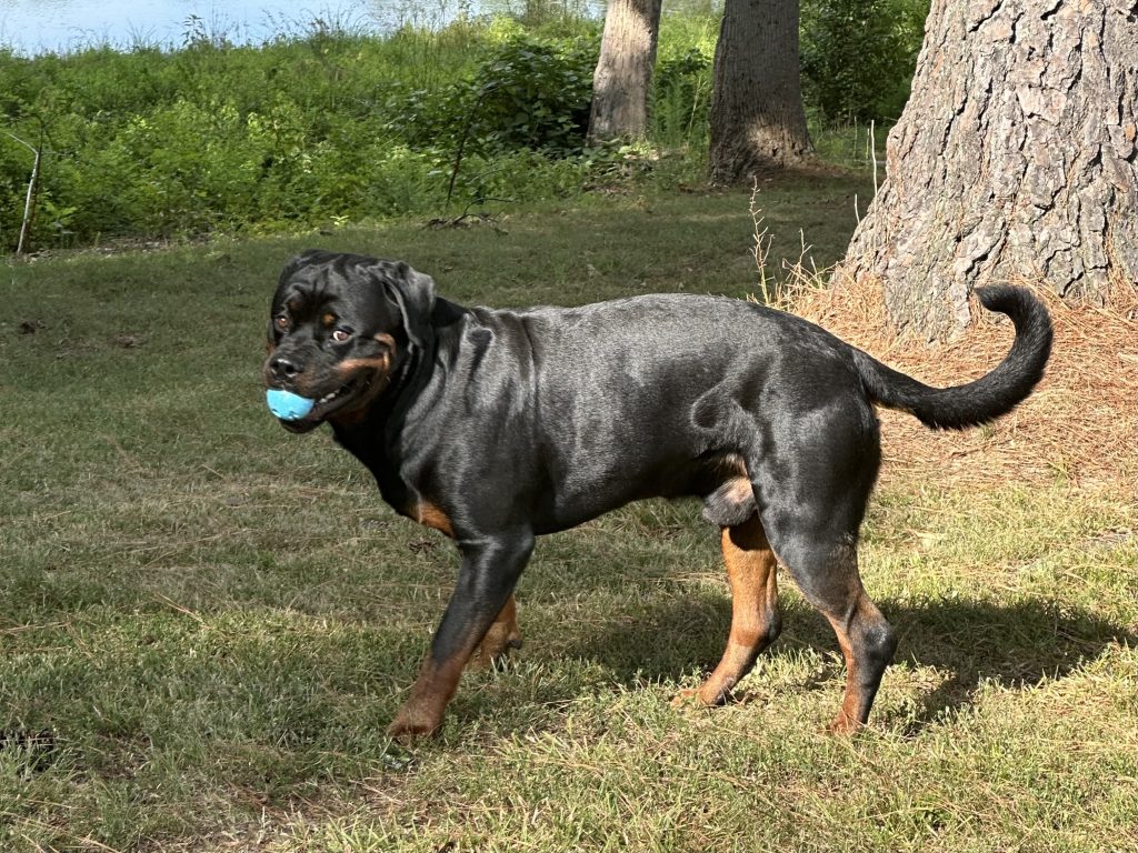 Rottweiler dog with blue ball near tree