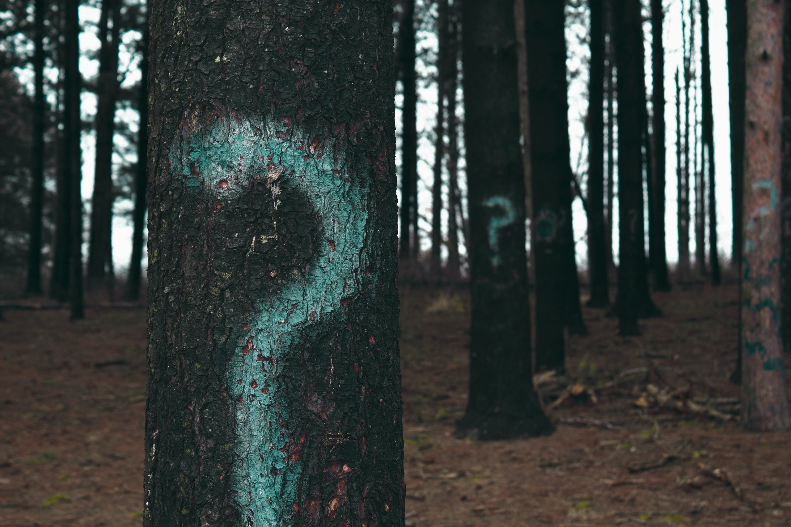 Painted question mark on tree trunk