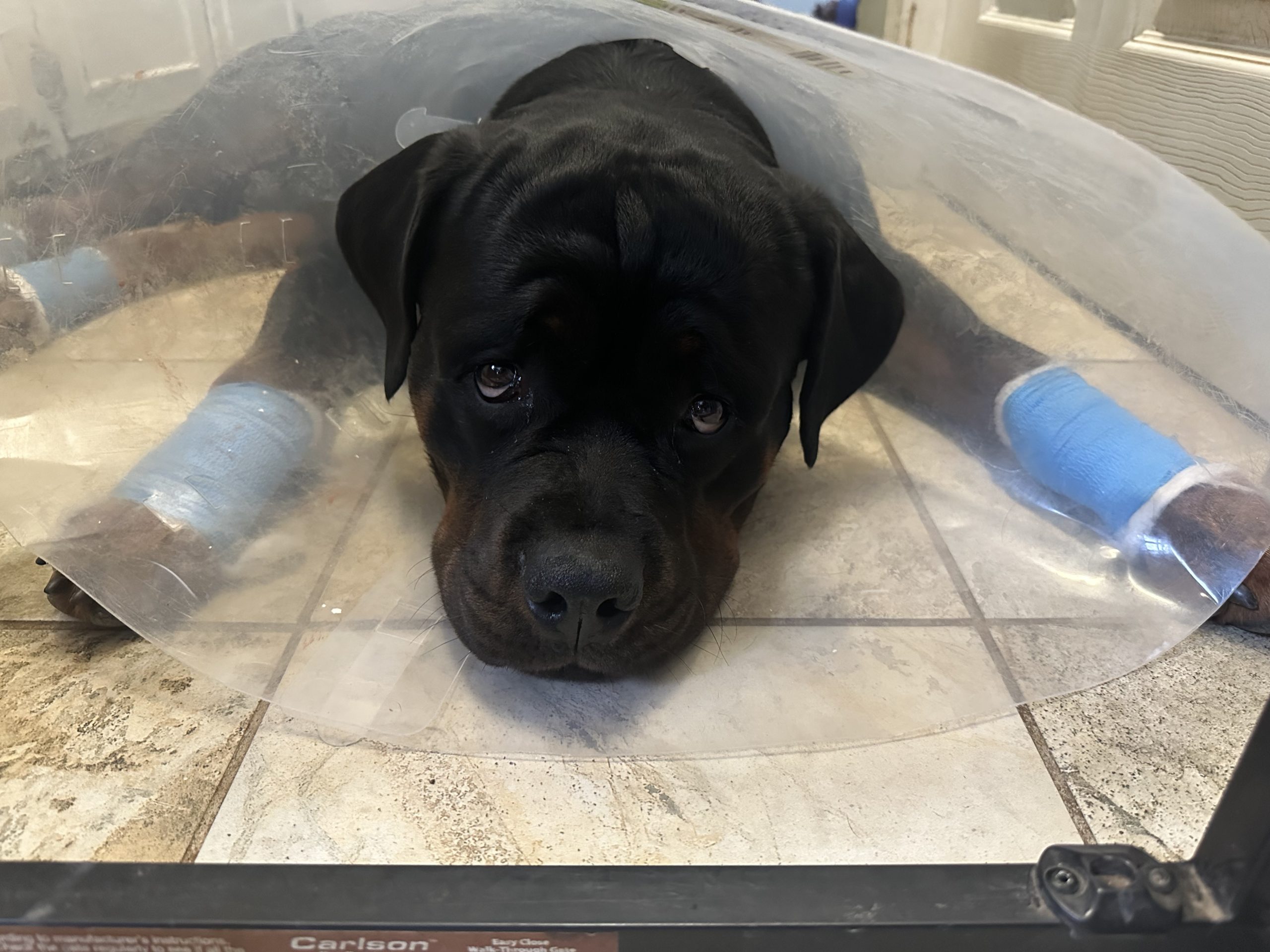 Black dog wearing cone and blue bandages