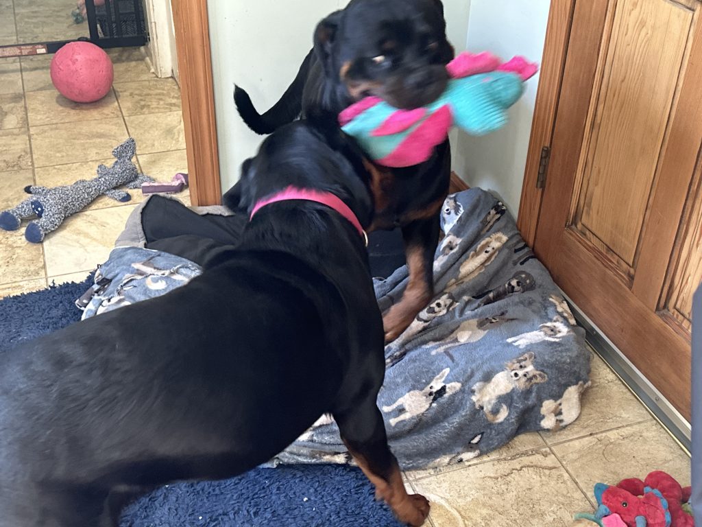 Two dogs tugging on a colorful toy