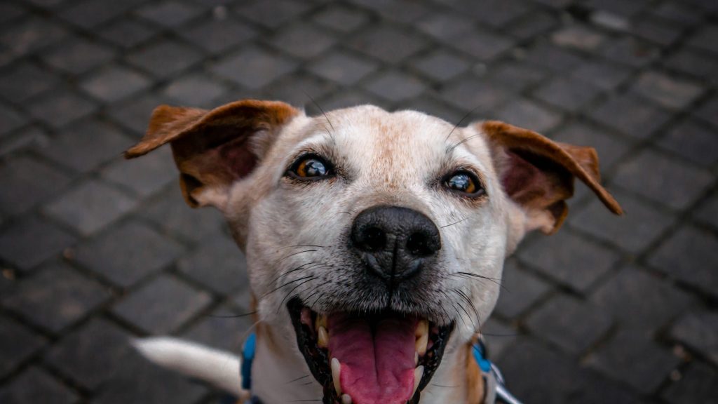 Smiling dog with tongue out