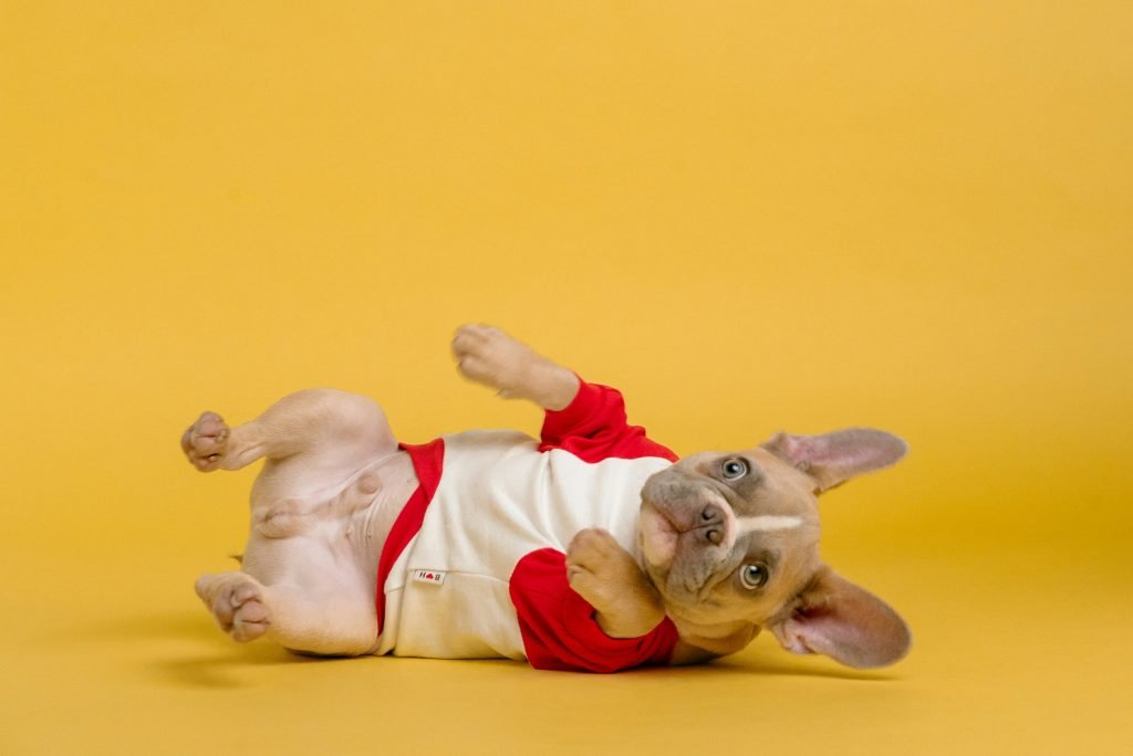French bulldog puppy on back in red shirt