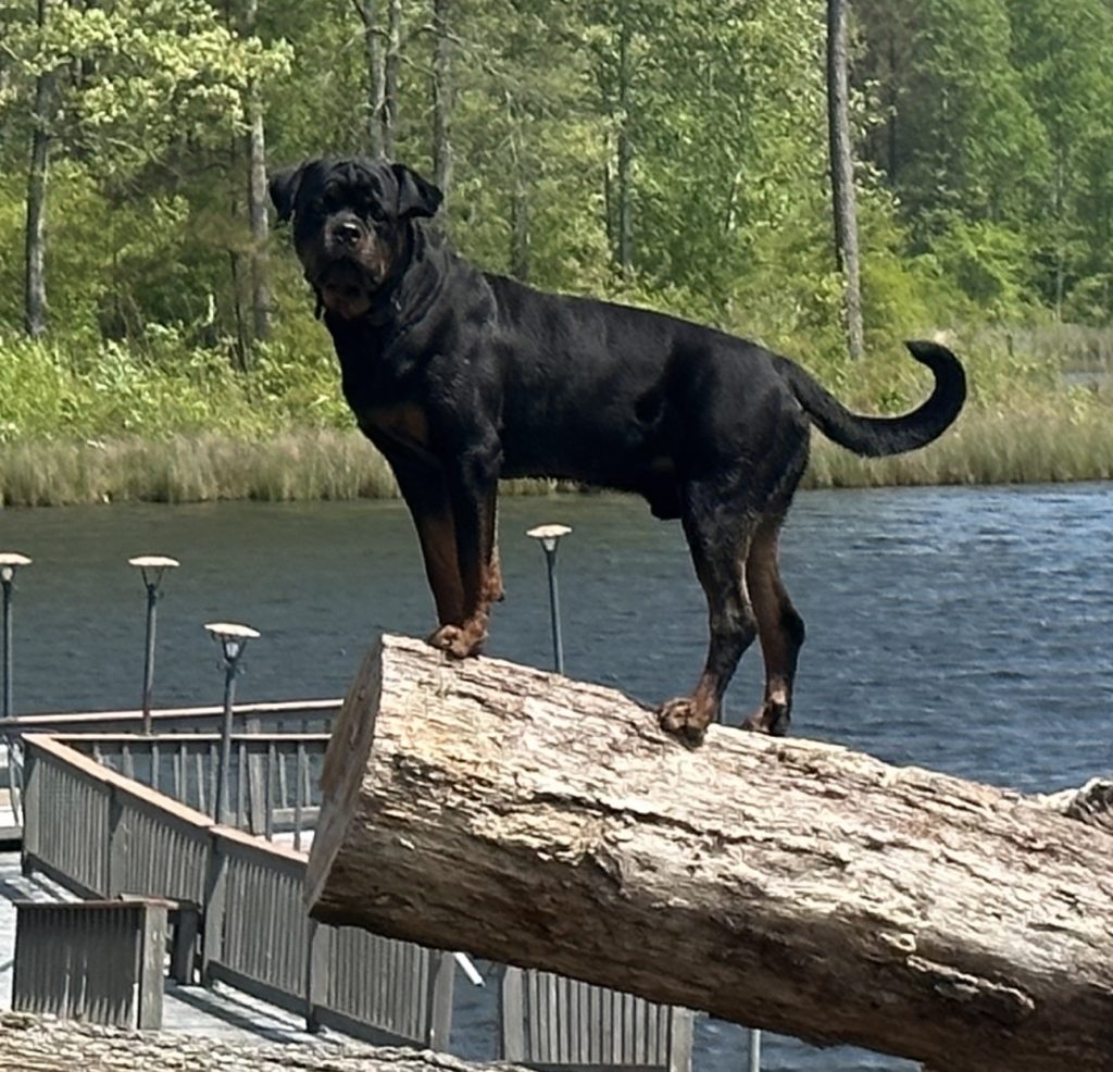 Rottweiler standing on log over lake