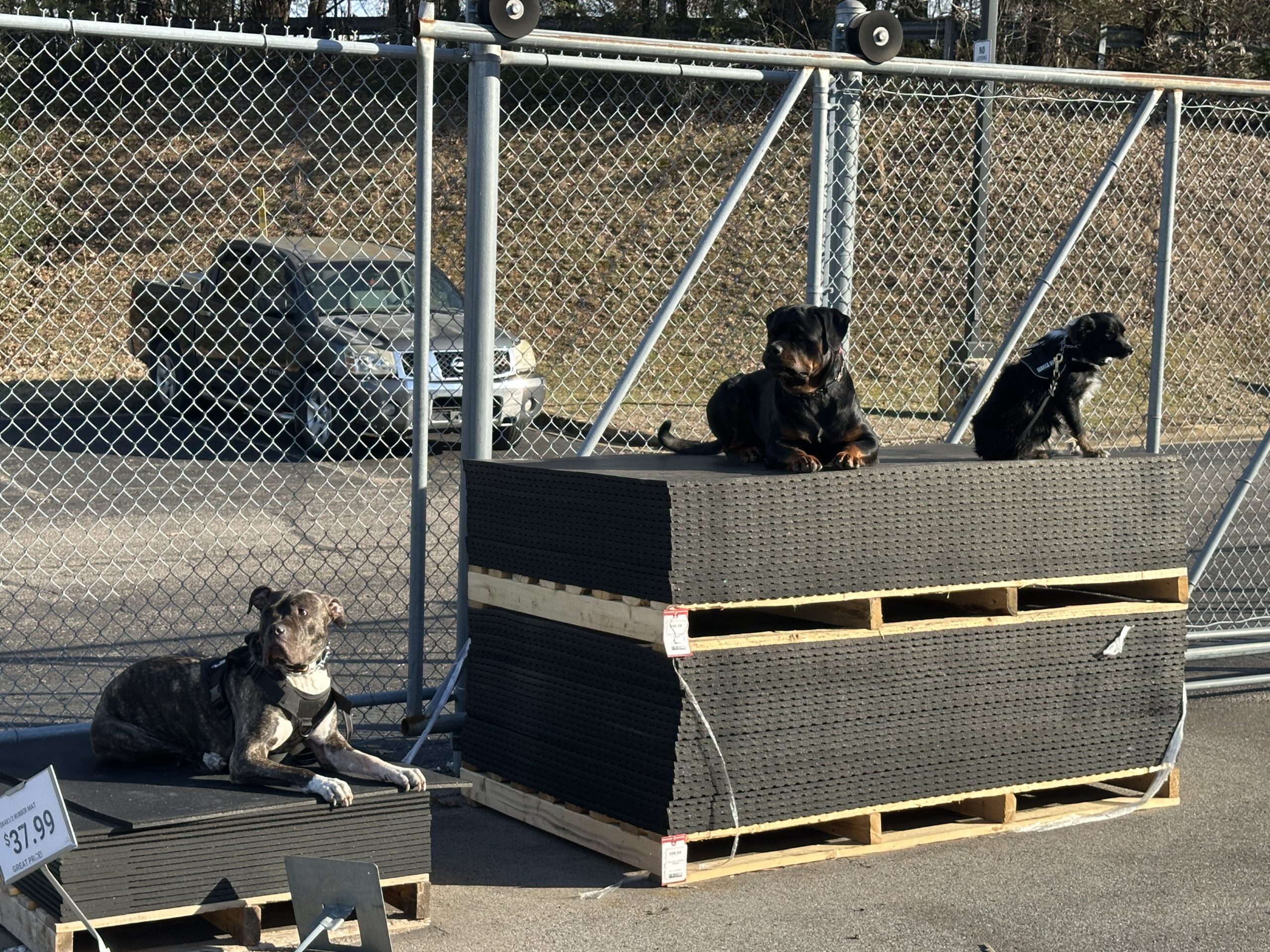 Three dogs resting on stacked outdoor mats