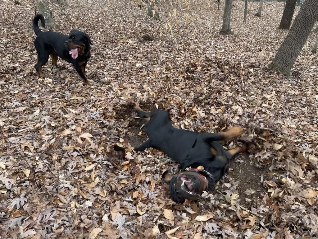 Two dogs playing in a pile of leaves