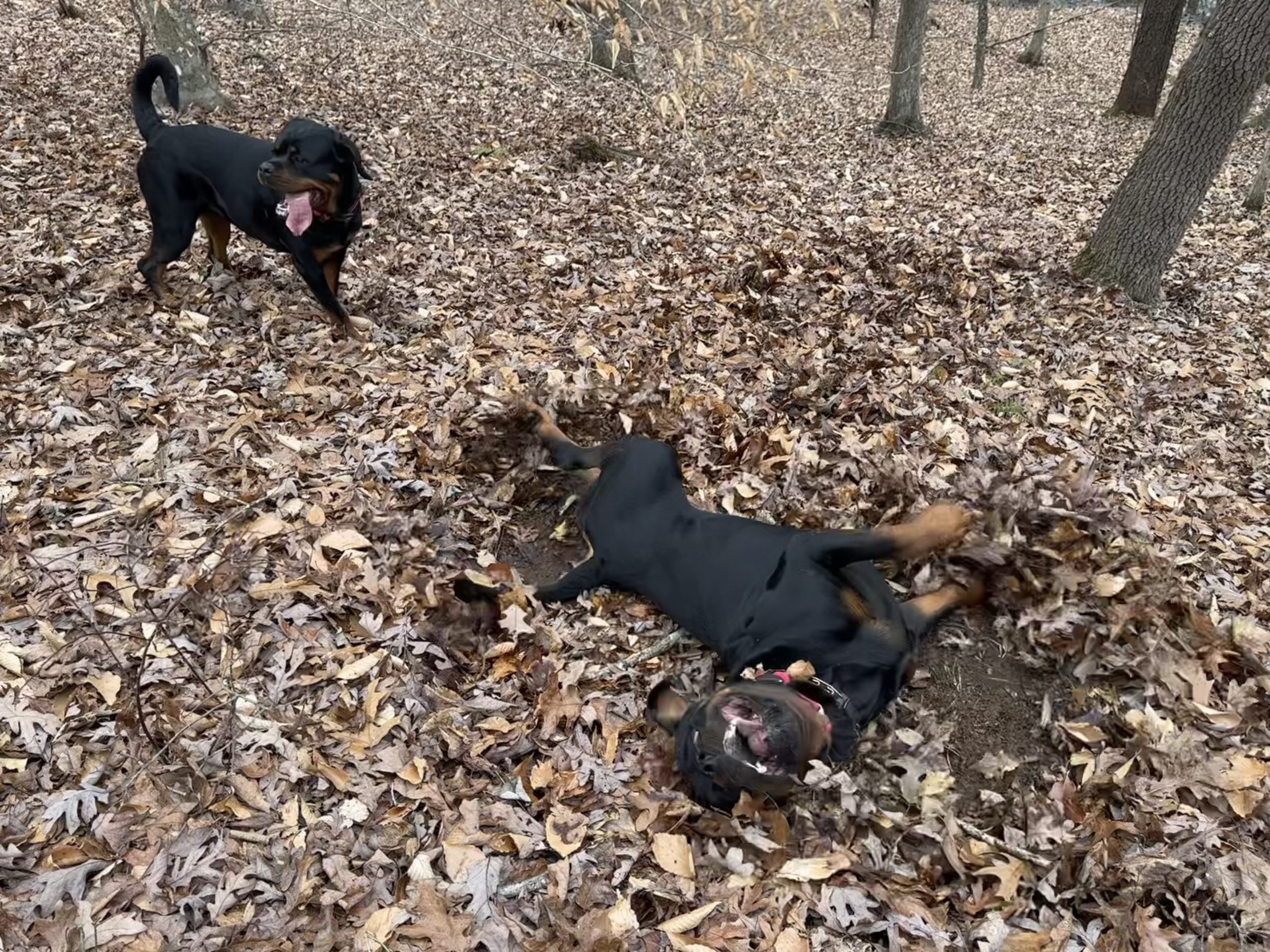 Two dogs playing in a pile of leaves